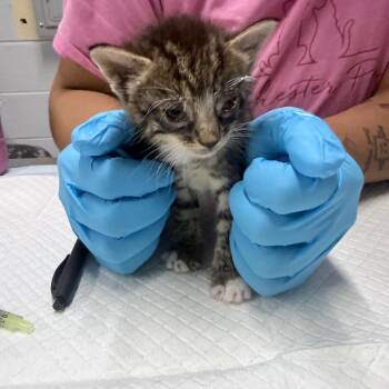 Darrel -  Domestic Short Hair Cat for Adoption in Summerville, South Carolina - Darrel | PetCurious
