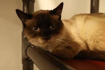 Siamese Cats Available for Adoption - Thai  | PetCurious