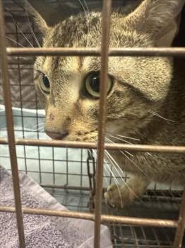 BA BA BA BOB -  Domestic Short Hair Cat for Adoption in Derwood, Maryland - BA BA BA BOB | PetCurious