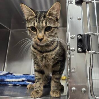 Comfrey -  Domestic Short Hair Cat for Adoption in Spokane, Washington - Comfrey | PetCurious
