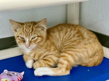 Abe -  Domestic Short Hair Cat for Adoption in Kalamazoo, Michigan - Abe | PetCurious
