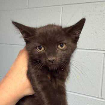 Jake Peralta -  Domestic Short Hair Cat for Adoption in Dekalb, Illinois - Jake Peralta | PetCurious