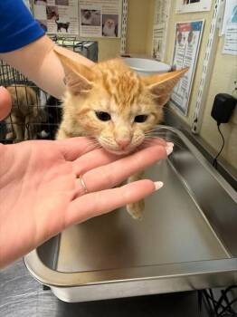 JASMINE -  Domestic Short Hair Cat for Adoption in Fort Myers, Florida - JASMINE | PetCurious