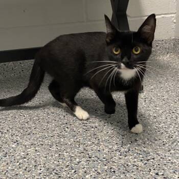 Madison -  Domestic Short Hair Cat for Adoption in Dayton, Ohio - Madison | PetCurious