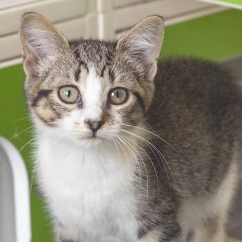 Thalia -  Domestic Short Hair Cat for Adoption in Pontiac, Michigan - Thalia | PetCurious