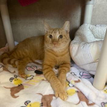 Rescue Domestic Short Hair Cats for Adoption in Port Richey, Florida - Hook | PetCurious