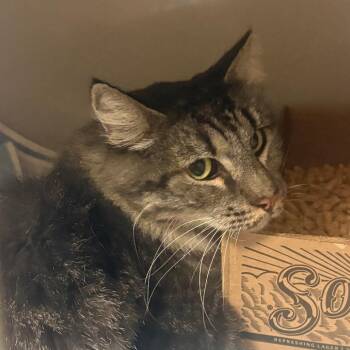 Wafer -  Domestic Long Hair Cat for Adoption in Yuma, Arizona - Wafer | PetCurious
