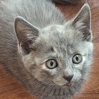 Domestic Medium Hair Cats Available for Adoption - Guinness | PetCurious