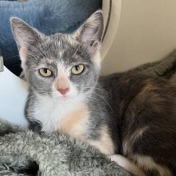 RUFFLES -  Domestic Medium Hair Cat for Adoption in Kyle, Texas - RUFFLES | PetCurious