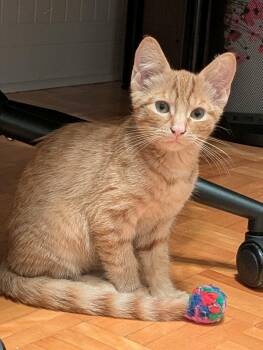 Rescue Domestic Short Hair Cats for Adoption in Saint-chrysostome, Quebec - André | PetCurious
