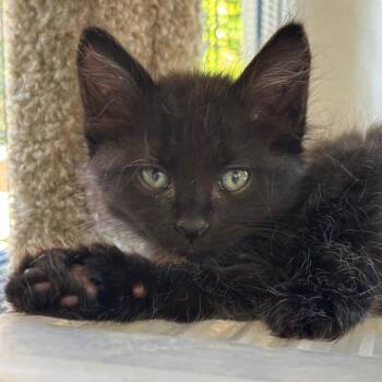 Kai (red) -  Domestic Medium Hair Cat for Adoption in Tustin, California - Kai (red) | PetCurious