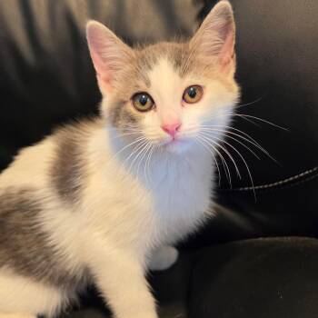 Bliss -  Domestic Short Hair Cat for Adoption in Jefferson City, Tennessee - Bliss | PetCurious