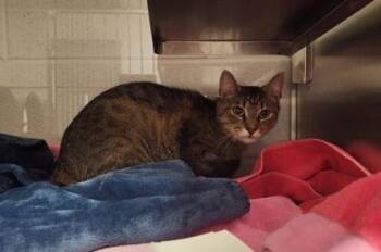 Domestic Short Hair Cats Available for Adoption in Gastonia, North Carolina - Bucket Head | PetCurious