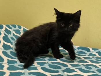 Muffet -  Domestic Long Hair Cat Available for Adoption in Dickson, Tennessee - Muffet | PetCurious