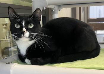 Rescue Domestic Short Hair Cats for Adoption in Cashiers, North Carolina - Edna | PetCurious