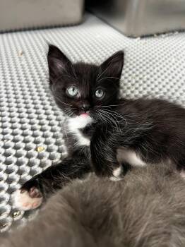 Domestic Medium Hair Cats Available for Adoption in Santa Monica, California - Saoirse (Ser-Sha) | PetCurious