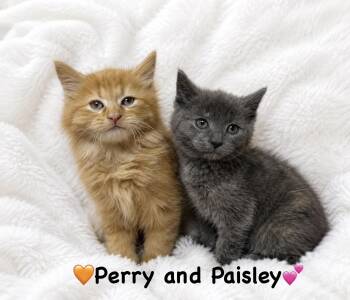 Perry and Paisley -  Domestic Long Hair Cat Available for Adoption in Copley, Ohio - Perry And Paisley | PetCurious