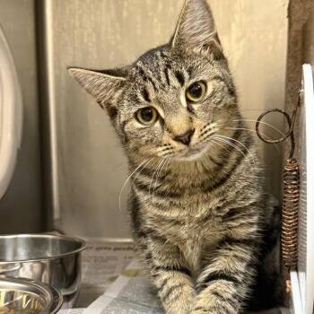 Mother of Pearl -  Domestic Medium Hair Cat for Adoption in Winston-salem, North Carolina - Mother Of Pearl | PetCurious