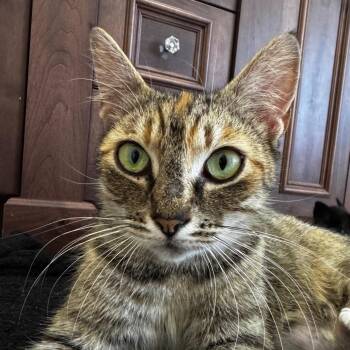 Ms. Bellum -  Domestic Short Hair Cat for Adoption in Keizer, Oregon - Ms. Bellum | PetCurious