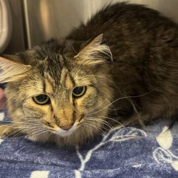 Calypso -  Domestic Long Hair Cat for Adoption in Murray, Utah - Calypso | PetCurious