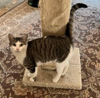 Rescue Tabby Cats for Adoption in Theodore, Alabama - Prissy | PetCurious