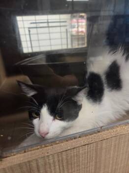Domino -  Domestic Short Hair Cat for Adoption in Bossier City, Louisiana - Domino | PetCurious