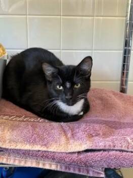 Tac -  Domestic Short Hair Cat for Adoption in Murphy, Texas - Tac | PetCurious