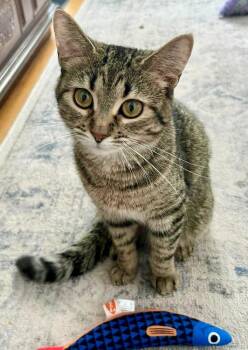 Alice -  Domestic Short Hair Cat for Adoption in Chicago, Illinois - Alice | PetCurious