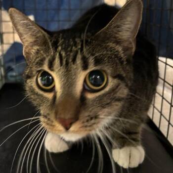 Montana -  Domestic Short Hair Cat for Adoption in Des Moines, Iowa - Montana | PetCurious