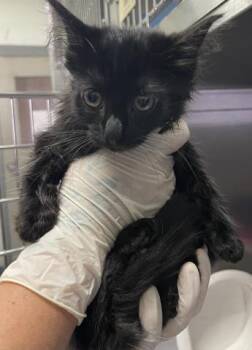 ELEGANCE -  Domestic Short Hair Cat for Adoption in Pensacola, Florida - ELEGANCE | PetCurious