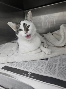 NOVA -  Domestic Short Hair Cat for Adoption in Charlotte, North Carolina - NOVA | PetCurious