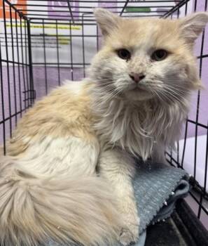 Domestic Long Hair Cats Available for Adoption - 60581863 | PetCurious