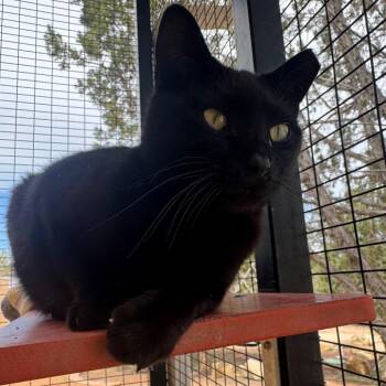 Domestic Short Hair Cats Available for Adoption in Las Vegas, Nevada - Boba | PetCurious
