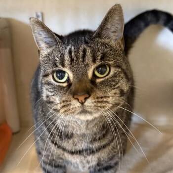 Freya -  Domestic Short Hair Cat for Adoption in Lansing, Michigan - Freya | PetCurious