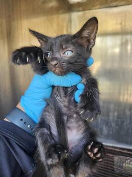 BONNIE -  Domestic Short Hair Cat for Adoption in San Antonio, Texas - BONNIE | PetCurious