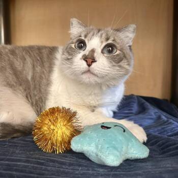 Ella -  American Curl and Domestic Short Hair Cat for Adoption in Chesapeake, Virginia - Ella | PetCurious