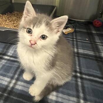 Frosted Mini Wheat -  Domestic Short Hair Cat for Adoption in Emporia, Kansas - Frosted Mini Wheat | PetCurious