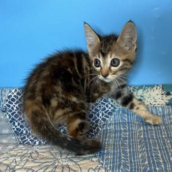 June -  Domestic Short Hair Cat for Adoption in San Antonio, Texas - June | PetCurious