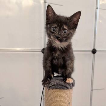 Sapphire -  Domestic Short Hair Cat for Adoption in Greensboro, North Carolina - Sapphire | PetCurious