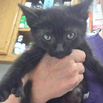 Peeve -  Domestic Short Hair Cat for Adoption in Buellton, California - Peeve | PetCurious