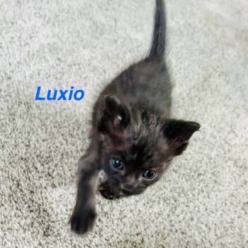 Rescue Domestic Short Hair Cats for Adoption in Portage, Michigan - Luxio | PetCurious