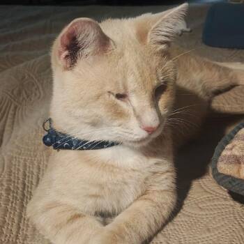 Neo -  Domestic Short Hair Cat for Adoption in Buffalo, New York - Neo | PetCurious