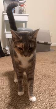 Freya -  Calico and Tabby Cat for Adoption in Buford, Georgia - Freya | PetCurious