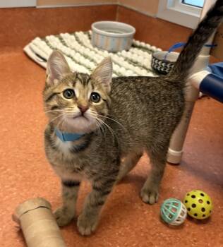 Rescue Domestic Short Hair Cats for Adoption in Milpitas, California - Fudge | PetCurious