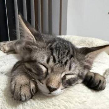 Bullseye -  Domestic Short Hair Cat for Adoption in Naperville, Illinois - Bullseye | PetCurious