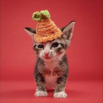 SHORTY -  Domestic Short Hair Cat for Adoption in Doral, Florida - SHORTY | PetCurious