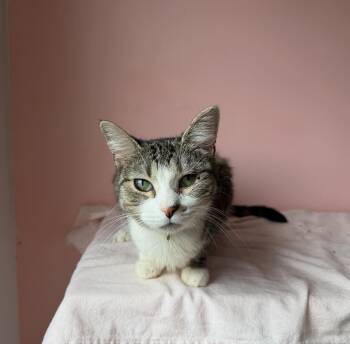 Tabby Cats Available for Adoption - EMMY | PetCurious