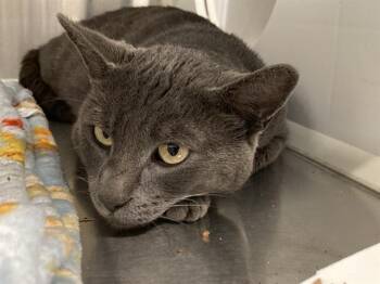 Domestic Short Hair Cats Available for Adoption in Tustin, California - CAMPER | PetCurious