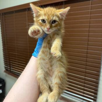 Beckham -  Domestic Short Hair Cat for Adoption in Birmingham, Alabama - Beckham | PetCurious