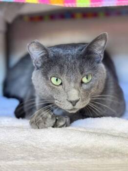 Coconut Cake -  Domestic Short Hair Cat for Adoption in Roseville, California - Coconut Cake | PetCurious